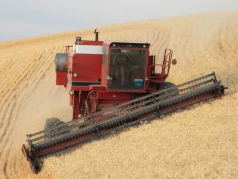 Photo of combining wheat on steep terrain