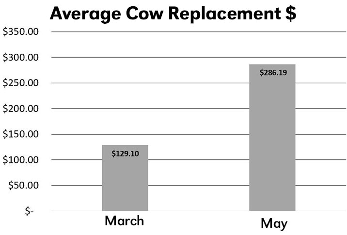 Graph of average cow replacement $
