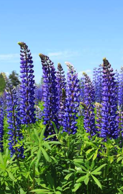 Image of Lupin flower