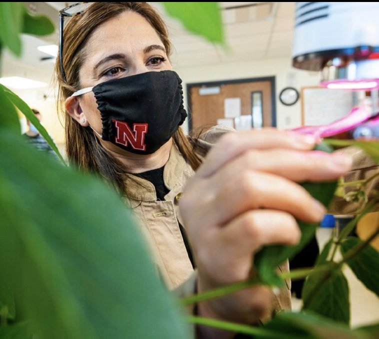 Researcher working with plants.