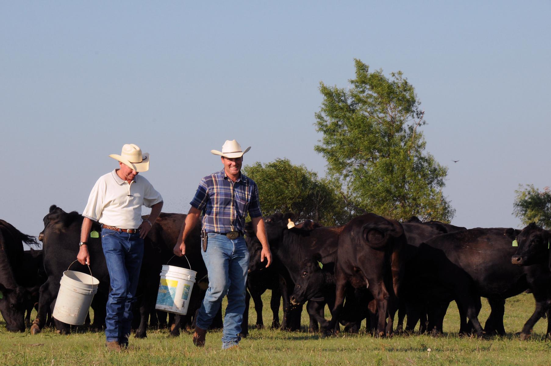 Two farmers with buckets among cattle.