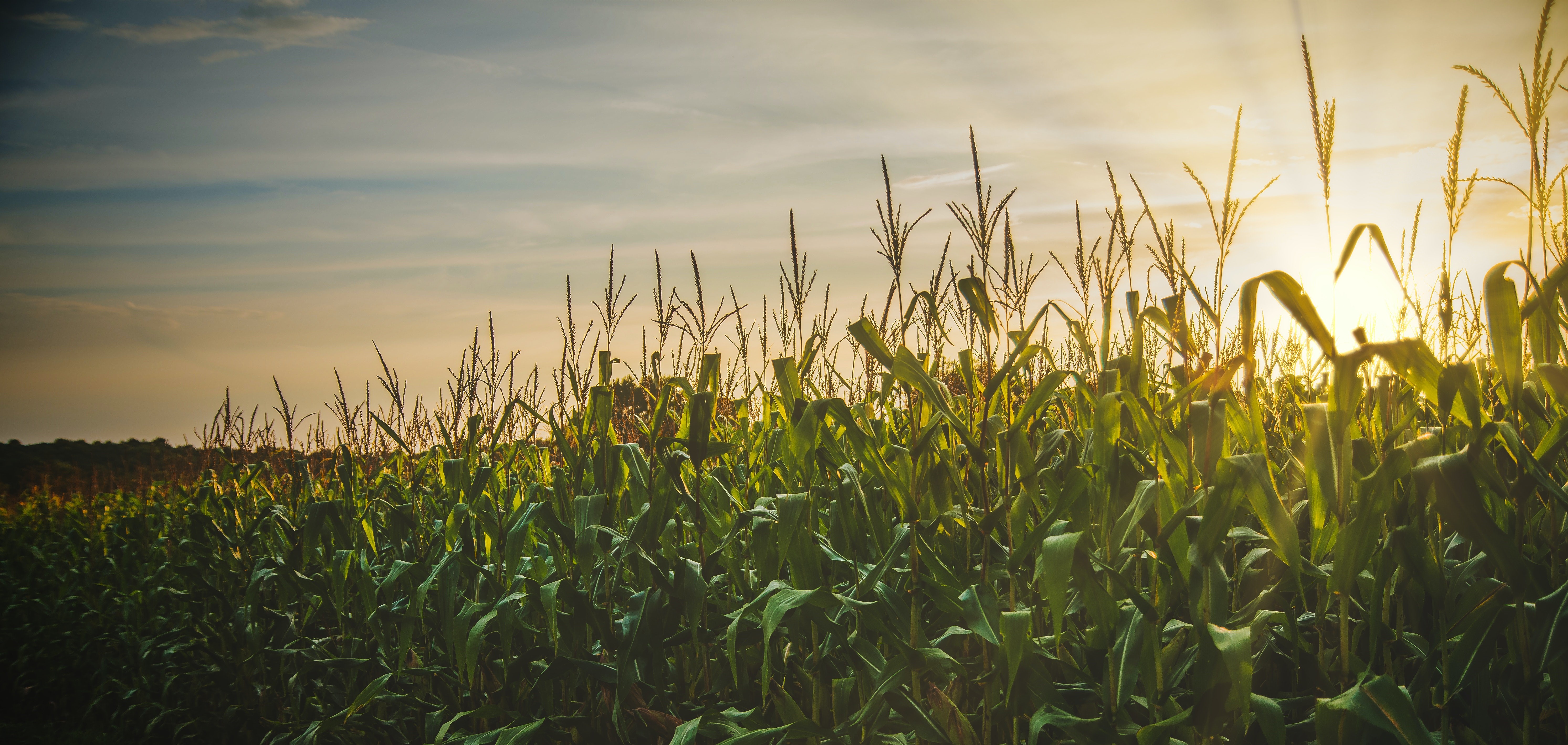 Corn Growing In Sunset