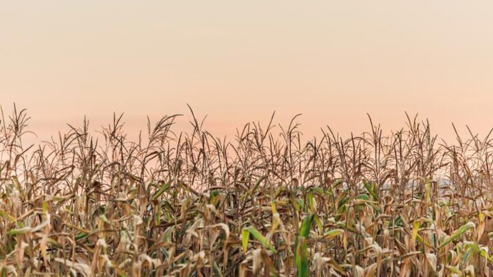 Field Corn