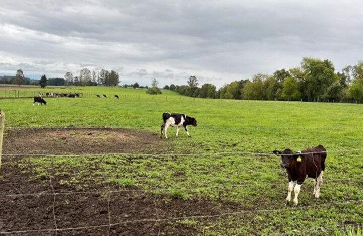 Figure 4: Family-Owned Small-Scale Dairy Cow Operation on Andisols in Los Lagos, Chile