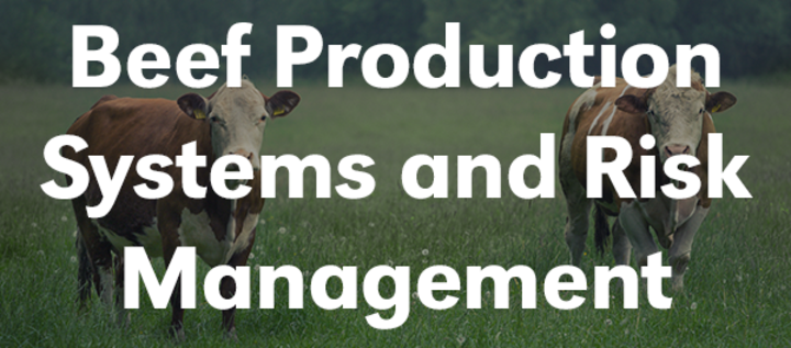 Beef Production Systems