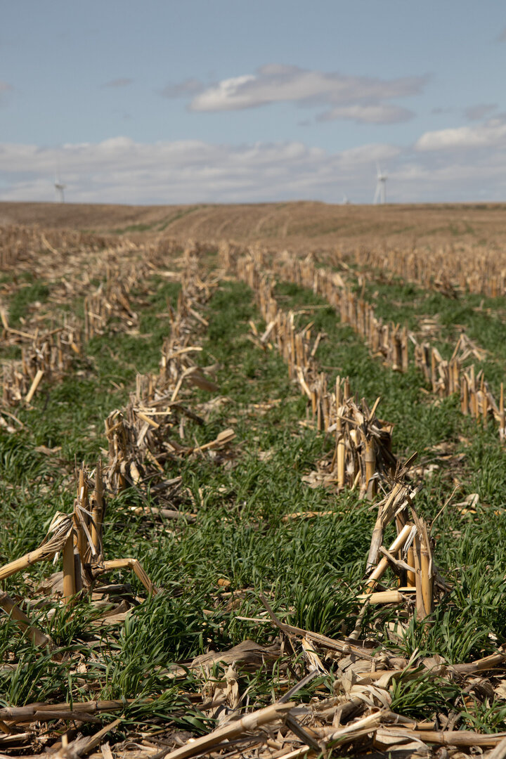 Cover Crops