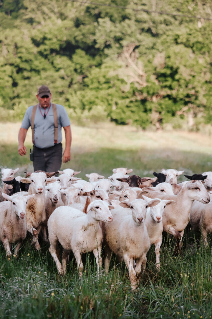 Sheep Farmer